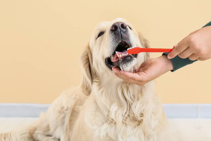 a dog with its mouth open being brushed by a hand