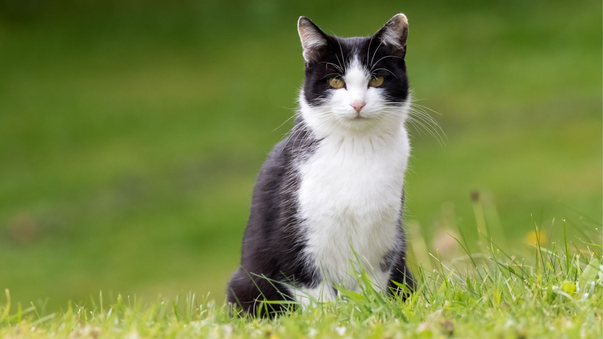 Alpine Veterinary Hospital Payment Options For Veterinary Care Alpine Veterinary Hospital