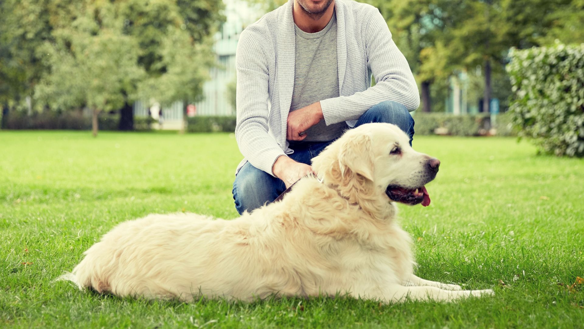 Senior Pet Care In Greeley, CO 80634 Alpine Veterinary Hospital