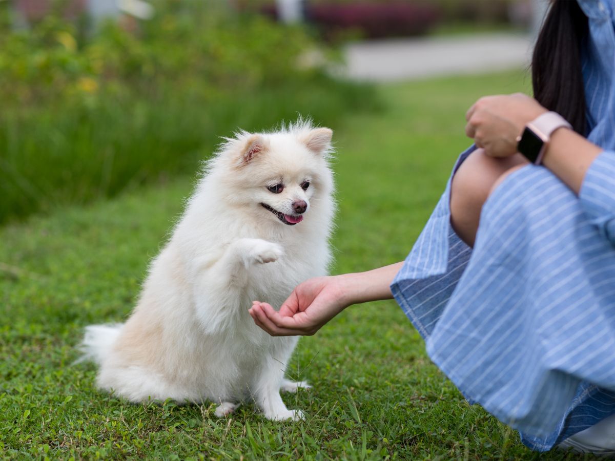 a person petting a dog