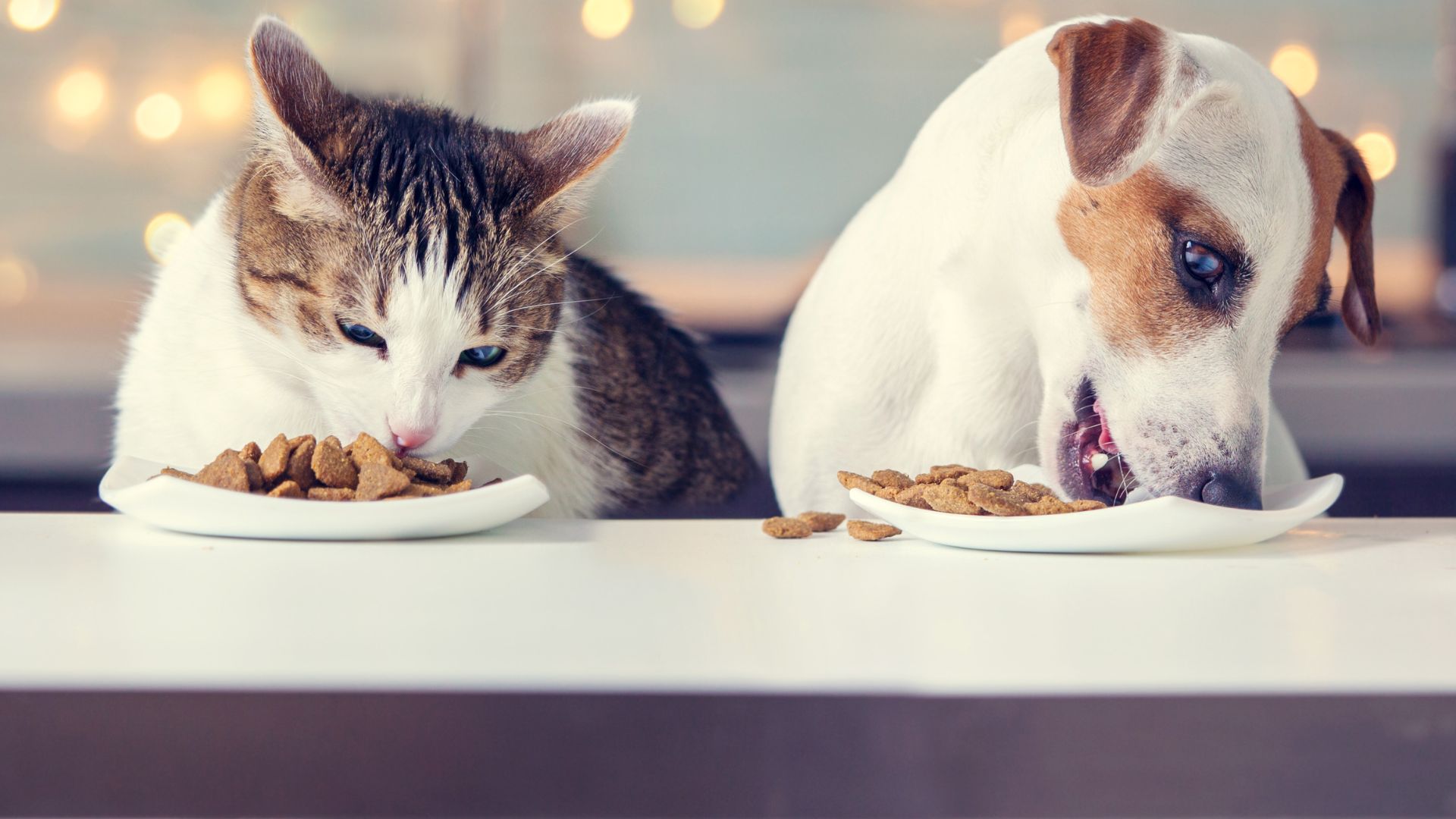 Castle Dermatology & Laser Center - Greeley Pet Nutritional Counseling In Greeley, CO 80634 | Alpine Veterinary