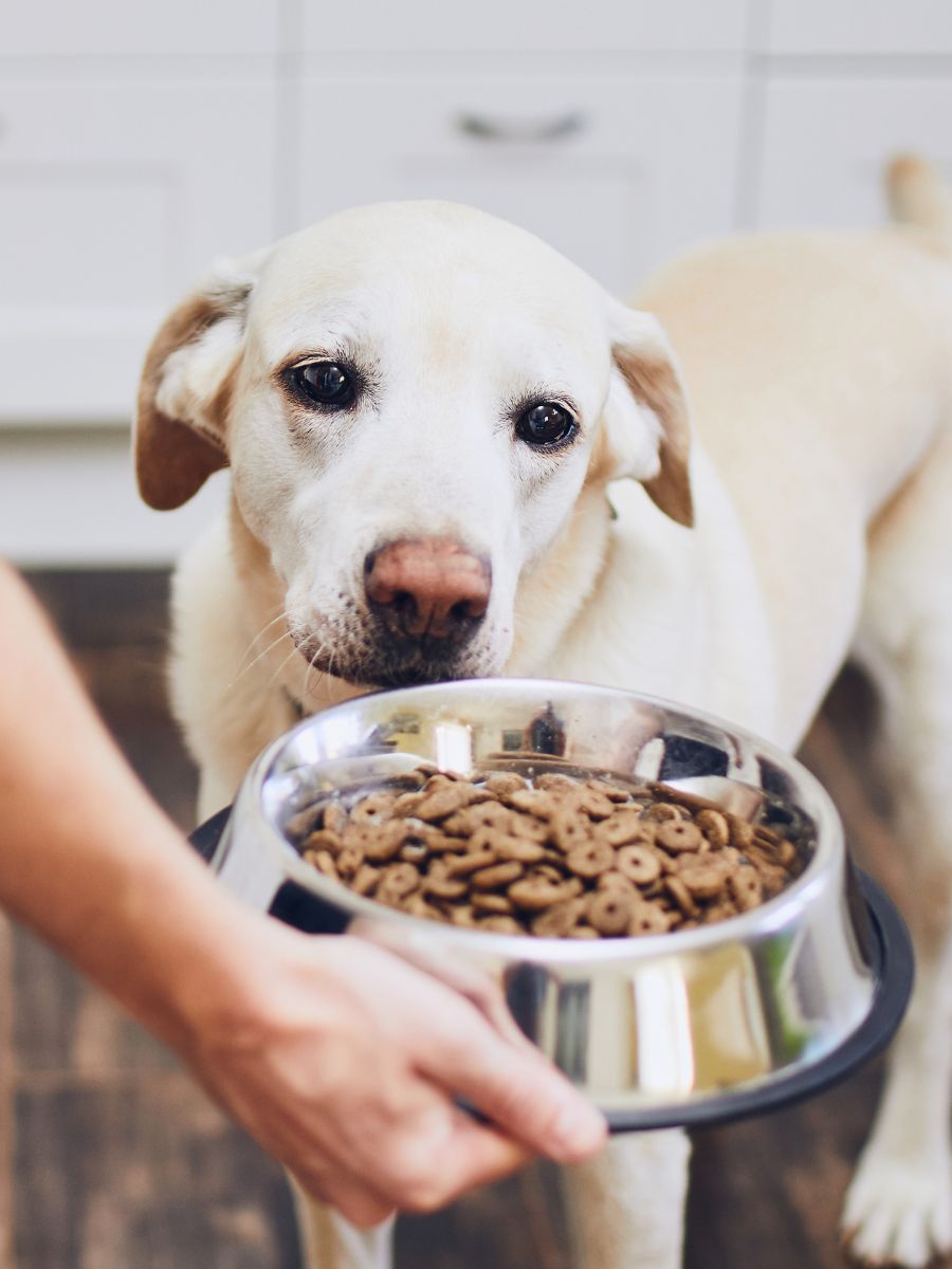 a dog looking at a bowl of food