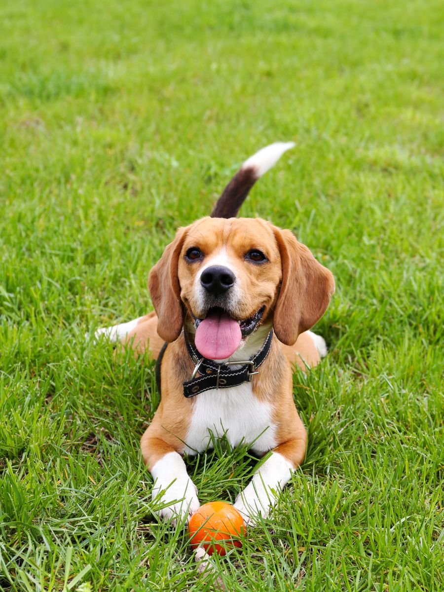 a dog lying in the grass with a ball