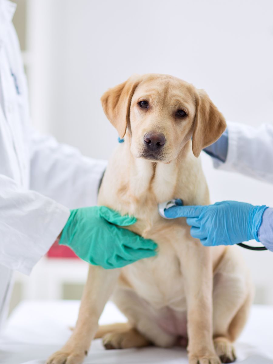 a dog being examined by a vet